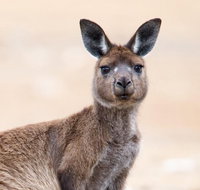 Kangaroo Island Luxury Small Group 'East End Explorer' Full Day Tour - Palm Beach Accommodation
