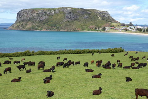 Cruise Ship Excursion: Stanley - Palm Beach Accommodation 0