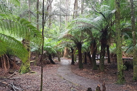 Cruise Ship Excursion: Stanley - Palm Beach Accommodation 5