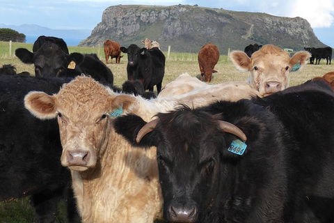 Cruise Ship Excursion: Stanley - Palm Beach Accommodation 1