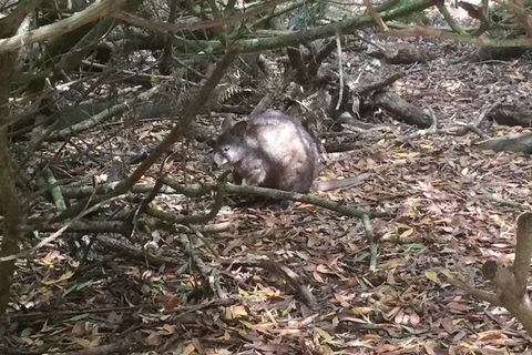 Cruise Ship Excursion: Stanley - Palm Beach Accommodation 13