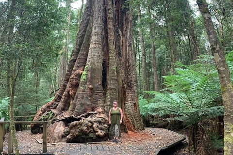 Cruise Ship Excursion: Stanley - Palm Beach Accommodation 20