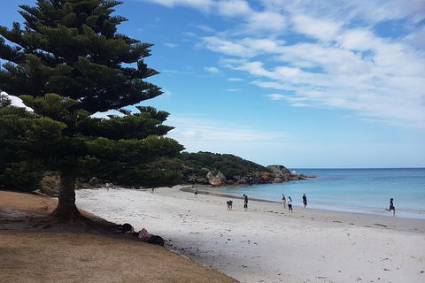 Cruise Ship Excursion: Stanley - Palm Beach Accommodation 21