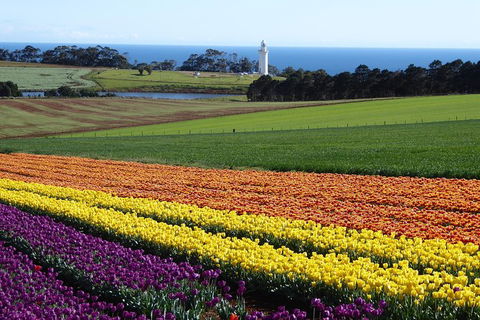 Cruise Ship Excursion: Stanley - Palm Beach Accommodation 18