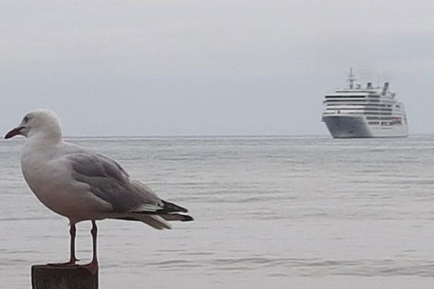 Cruise Ship Excursion: Stanley - Palm Beach Accommodation 9