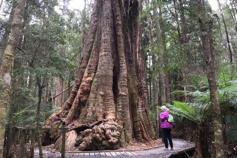 Cruise Ship Excursion: Stanley - Palm Beach Accommodation 11