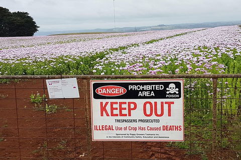 Cruise Ship Excursion: Stanley - Palm Beach Accommodation 23