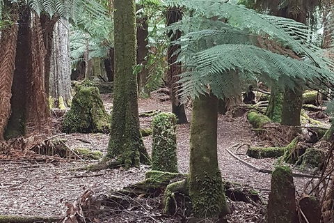 Cruise Ship Excursion: Stanley - Palm Beach Accommodation 8