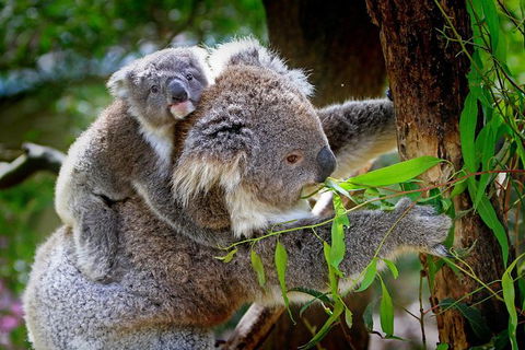 LGBT+ Friendly 9-Hour Great Ocean Road Private Tour - Palm Beach Accommodation 3