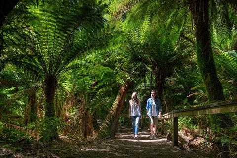 The Great Ocean Road 1 Day Private Sunset Tour - Palm Beach Accommodation 1