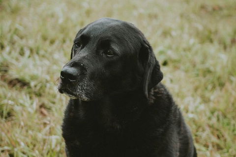 Daylesford Private, Corporate, Group Wine Tours: Wine, Cider, Gin, Vodka, Port! - Palm Beach Accommodation 4