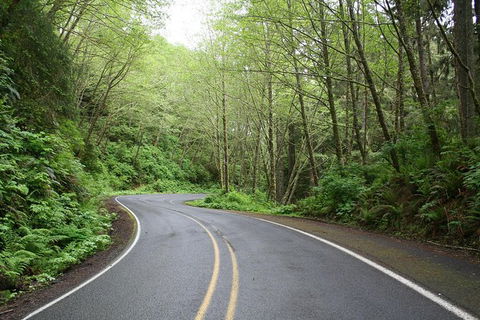 Cruise Ship Shore Excursion - Private Great Ocean Road Full Day Tour (12 Hour) - Palm Beach Accommodation 1