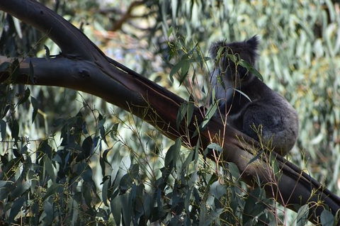 Great Ocean Road Tour Plus Koalas, Forest Walk And Morning Tea. - Palm Beach Accommodation 2