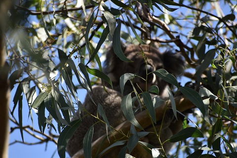 Great Ocean Road Tour Plus Koalas, Forest Walk And Morning Tea. - Palm Beach Accommodation 6