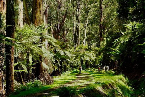 Aqueduct And Rail Trail Self-Guided Bike Tour In Warburton - Palm Beach Accommodation 1