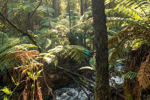 Hiking Tour To Aqueduct And Warburton Valley Lookout - Palm Beach Accommodation 3