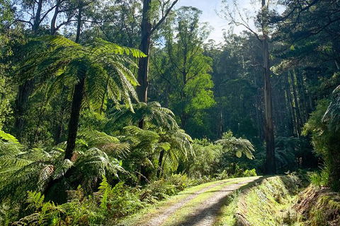Hiking Tour To Aqueduct And Warburton Valley Lookout - Palm Beach Accommodation 1