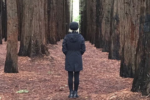 Private Aqueduct To California Redwoods Hiking Tour - Palm Beach Accommodation 1