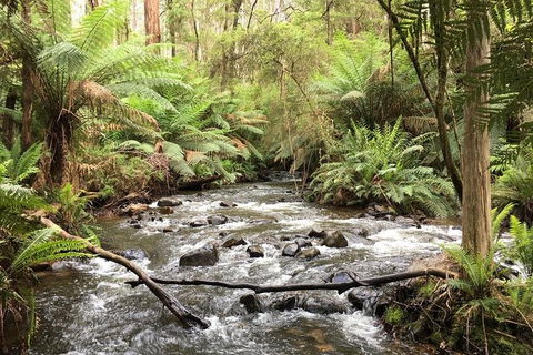 Private Aqueduct To California Redwoods Hiking Tour - Palm Beach Accommodation 3