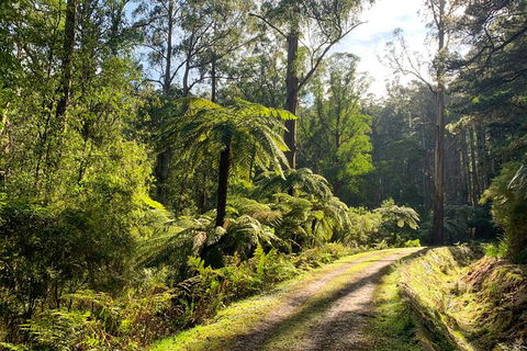 Private Aqueduct To California Redwoods Hiking Tour - Palm Beach Accommodation 0