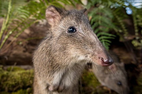Walk With Wildlife: Guided Tour In Great Ocean Road - Palm Beach Accommodation 1