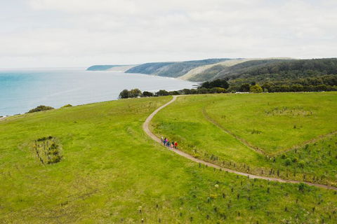 Walk With Wildlife: Guided Tour In Great Ocean Road - Palm Beach Accommodation 3