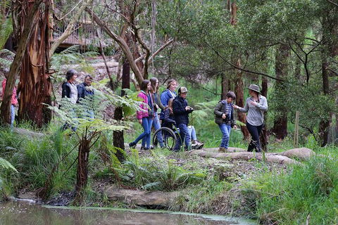 Walk With Wildlife: Guided Tour In Great Ocean Road - Palm Beach Accommodation 4