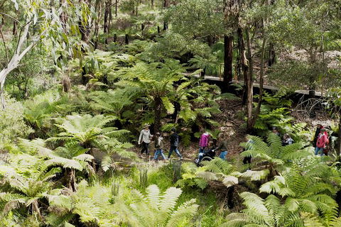Walk With Wildlife: Guided Tour In Great Ocean Road - Palm Beach Accommodation 6