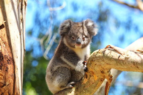 Walk With Wildlife: Guided Tour In Great Ocean Road - Palm Beach Accommodation 2
