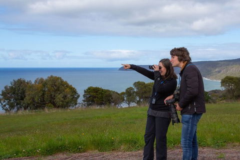 Walk With Wildlife: Guided Tour In Great Ocean Road - Palm Beach Accommodation 5
