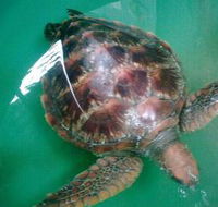 Australian Seabird Rescue - Palm Beach Accommodation