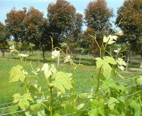 Dreeite South VIC Palm Beach Accommodation