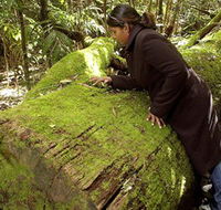 Washpool National Park - Washpool Walk - Palm Beach Accommodation