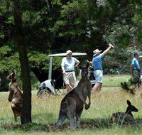 Glen Innes Golf Club - Palm Beach Accommodation