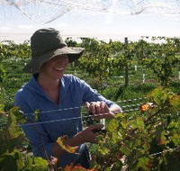 Kingsdale Wines - Palm Beach Accommodation