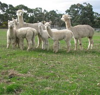 Blackgate Lodge Alpaca Stud - Palm Beach Accommodation