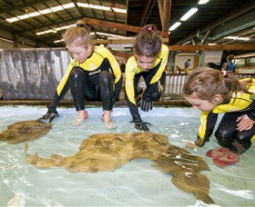 Australian Shark And Ray Centre - Palm Beach Accommodation 0