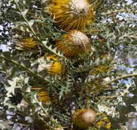 Woylie Walk Dryandra Woodland - Palm Beach Accommodation