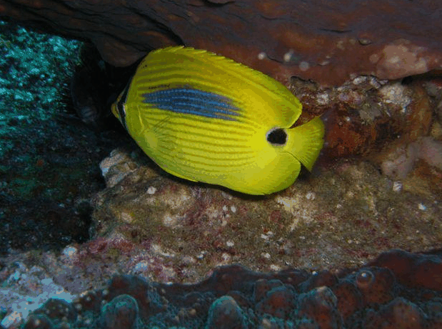 Jervis Bay Dive Charters - thumb 1