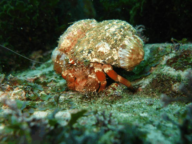 Jervis Bay Dive Charters - Palm Beach Accommodation 2