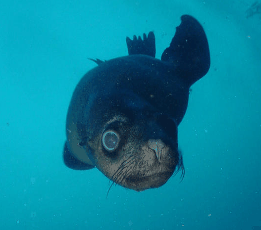 Jervis Bay Dive Charters - Palm Beach Accommodation 3