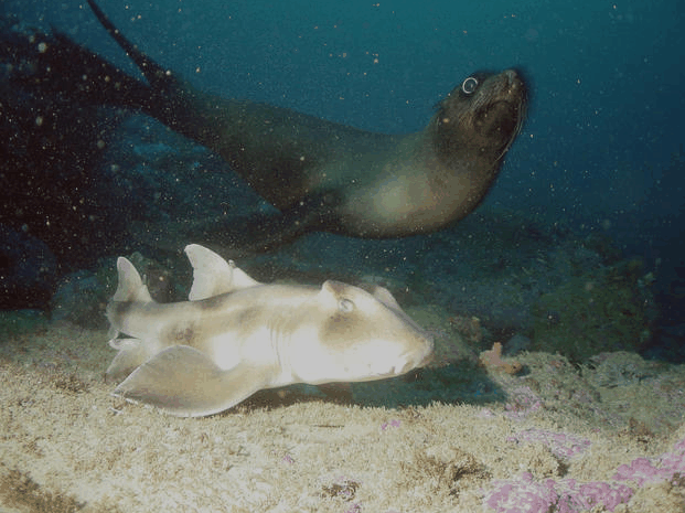 Jervis Bay Dive Charters - Palm Beach Accommodation 4