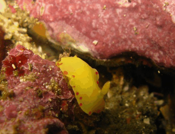 Jervis Bay Dive Charters - Palm Beach Accommodation 5