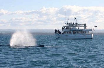 Dolphin Watch Cruises - Palm Beach Accommodation