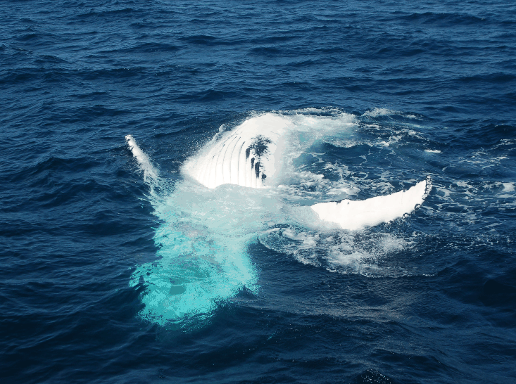 Dolphin Wild Cruises - Palm Beach Accommodation