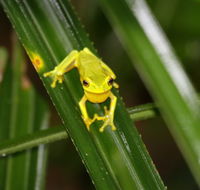 Daintree River Cruise Centre - Palm Beach Accommodation