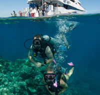 Down Under Cruise and Dive - Palm Beach Accommodation