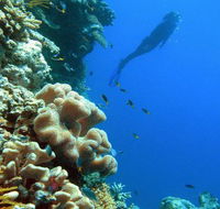 Reef Magic Cruises - Palm Beach Accommodation