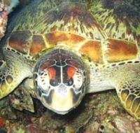 Adrenalin Snorkel and Dive - Palm Beach Accommodation