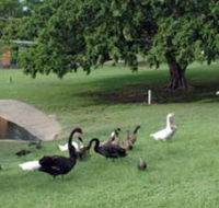 Anzac Park and Ululah Lagoon - Palm Beach Accommodation